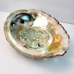 Abalone Natural Seashell Thick Shell Gorgeous Colors Vintage 1960's JH1634
